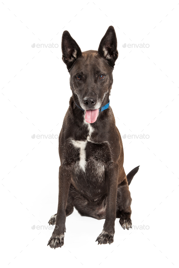 Mixed Large Breed Black Dog Stock Photo by GoodFocused PhotoDune